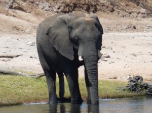 elephant fifth leg